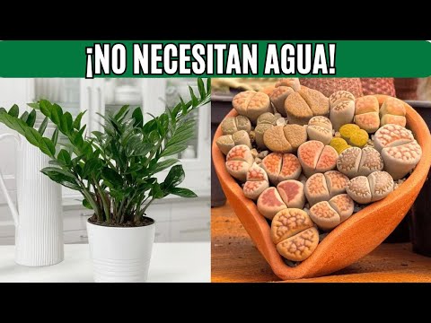 10 Suculentas de Interior Resistentes a la Sequía 🌿  Poco Riego y Mucha Belleza