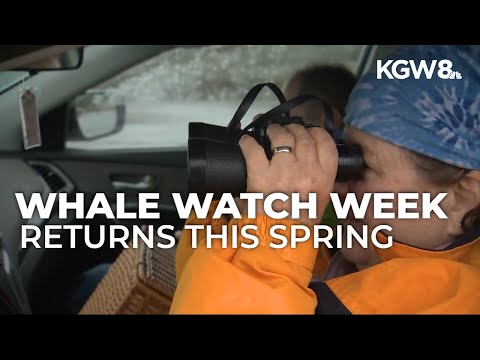 Spring Whale Watch Week returns on Oregon coast