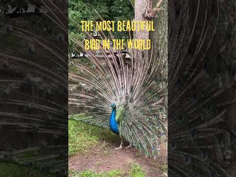 MOST BEAUTIFUL BIRD IN THE WORLD. #nature #naturefacts #facts #naturedocumentary #naturelovers
