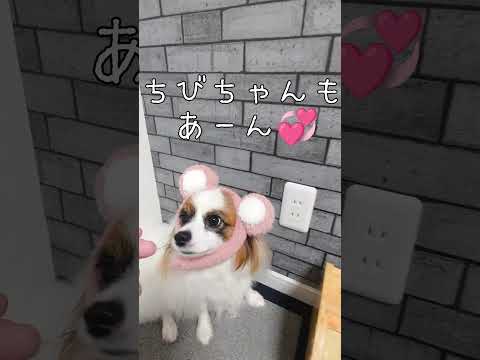 あーん♪しておやつ #パピヨン犬 #可愛いわんこ #可愛い