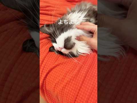 ねむねむにゃんこ#ノルウェージャンフォレストキャット #猫のいる暮らし #母猫