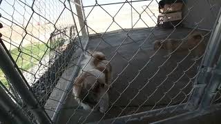 How to introduce Dogs the EASY WAY