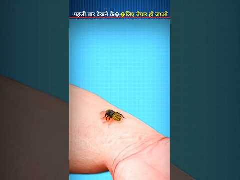Why cow Ants Hurt so bad? 3d video