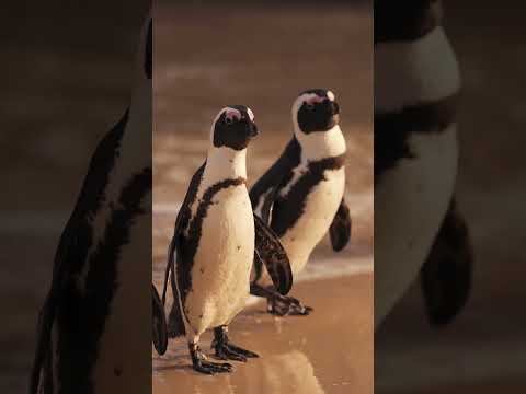 Cute penguins