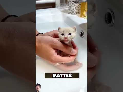sad for cat 🥺😢😢 #sqd #kitty #cutepet #shortvideo #shots #youtubeshorts #shorts