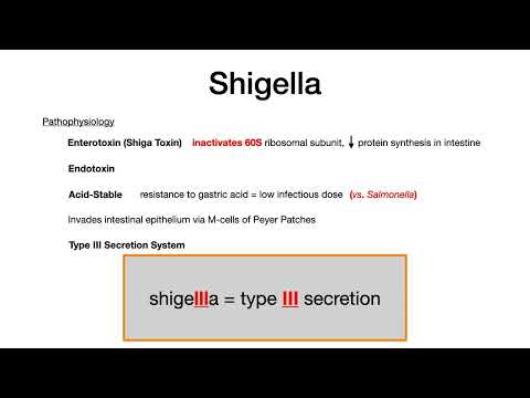 Shigella