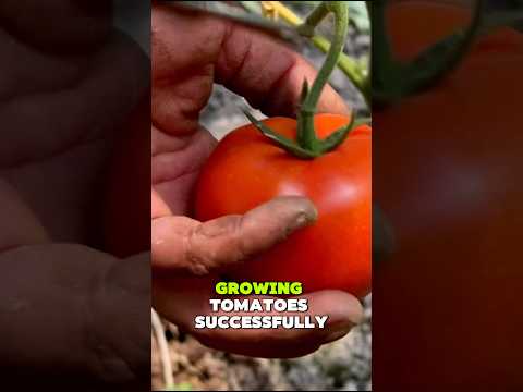3 secrets to achieving high tomato yields🍅 #tips #tomato #plants #gardening #tricks #shorts