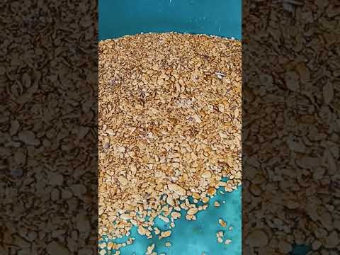 7 Ounces of Cariboo BC Gold in the Pan