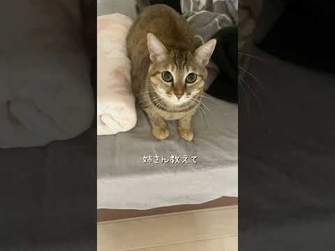 主に隠してるコトあるな　#猫 #ネコズ #猫のいる暮らし #cat