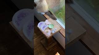 Help Cosmo and I set up crystals! #amethyst #rosequartz #smallbusiness #crystals