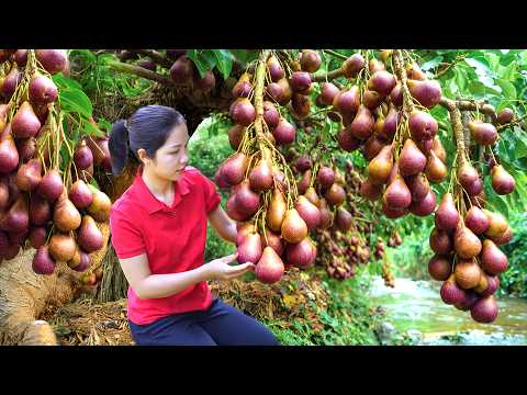 Harvesting 1000 + Kg Wild Pear On The Mountain To Sell At Market,Farm Life| Tieu Ca - Free Bushcraft