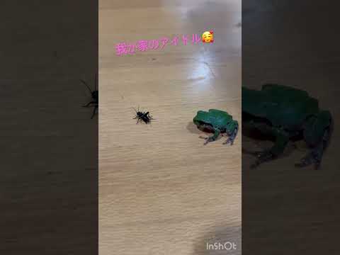 我が家のアイドル！わんコウロギ！♯アマガエル♯カエル♯かわいい♯ペット♯コウロギ