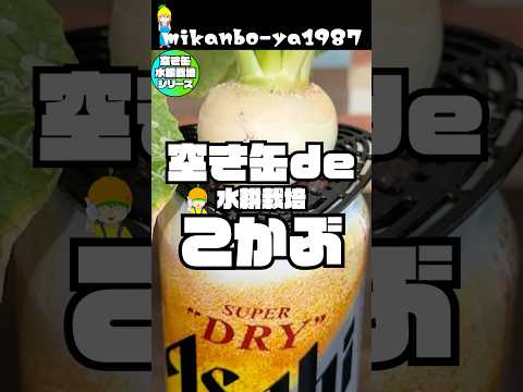 [Easy hydroponic cultivation] Harvest kokalp using an empty can!