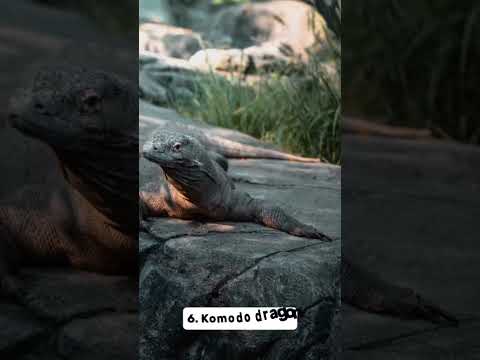 Most dangerous animals in the world 2023