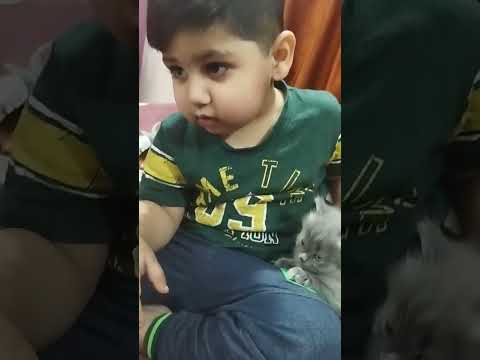 Cat 🐱 #cute #pets #funny #youtubeshorts #shorts