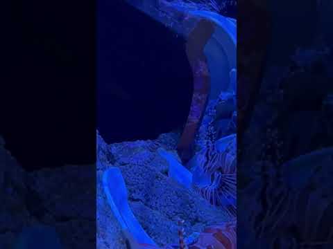 Sea life @ThePositivityPlace #shortsvideo #ytshort #shortsfeed #travel #trending #views #klcc #fyp