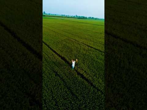 Village View In Bihar  || Dhan Ki Kheti #village #bihar #vlog