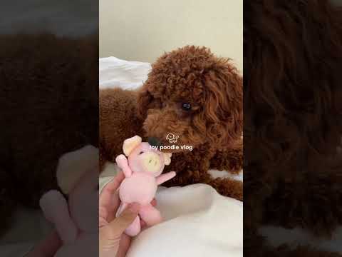トイプードルの日常vlog🐶🎀 #トイプードル  #vlog #日常vlog #犬のいる暮らし #犬動画