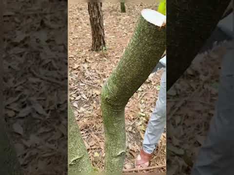 hand caw for wood