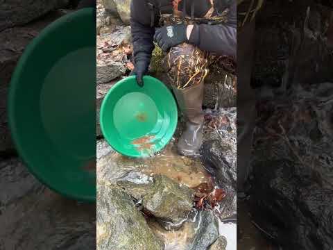 8 Months Later… This Overgrown Creek Still Has INSANE Gold! (Dream Mat Sluice Test)