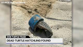 Turtle hatchling found suffocated
