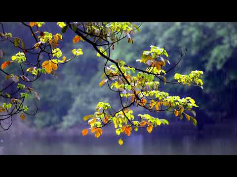 Relaxing Sleep Music, Meditation, Silence, Calm, Stress Relief, Concentrate, Study, Sleep