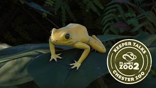 Planet Zoo 2 | Keeper Talks - Golden Poison Frog