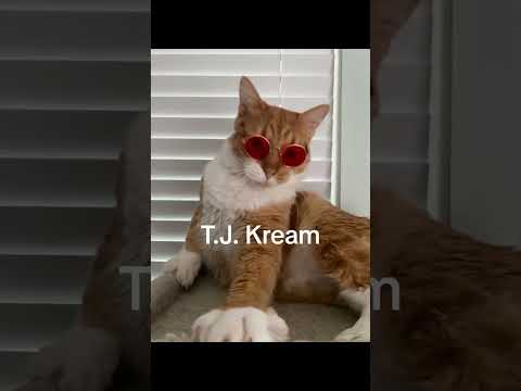top 10 goobie woobies cats