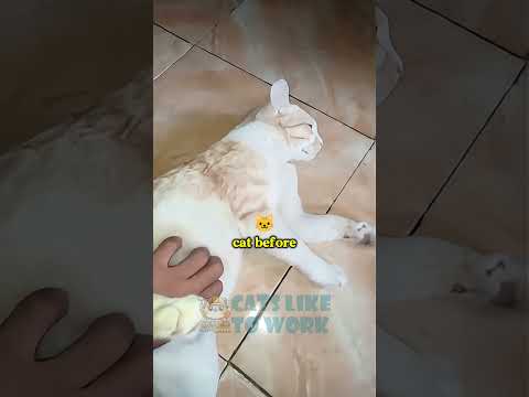 Guess How Many Kittens? 🐾 This Pregnant Cat's Belly Will Surprise You! 😻  #cat #funnyanimals
