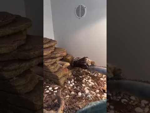 Feeding my albino diamondback rattlesnake and it pumped sooo much venom out 🤯