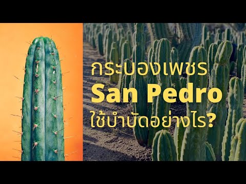 San Pedro สมุนไพรกระบองเพชรบำบัด