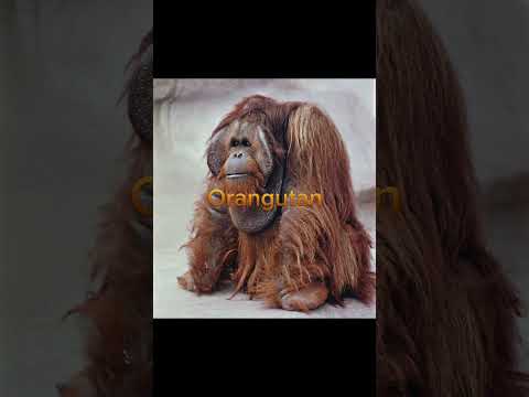 Extinct animal counterparts pt2 #animals #extinction #mammoth #elephant #orangutan #gigantopithecus