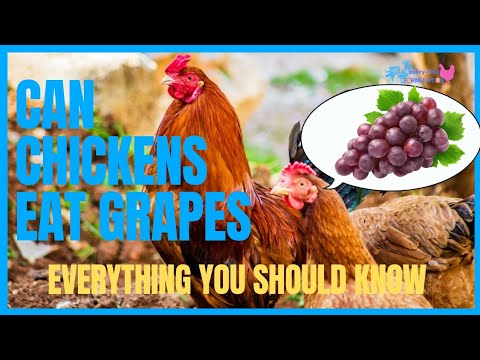 Can Chickens Eat Grapes? You'll Be Surprised At What They Can Eat!