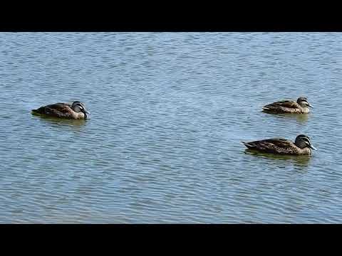 2020.01.27 Pacific Black Duck  Elton Y