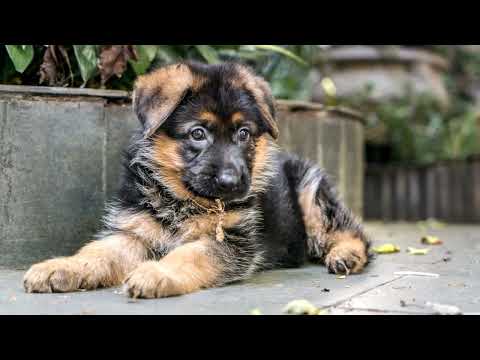 German Shepherds