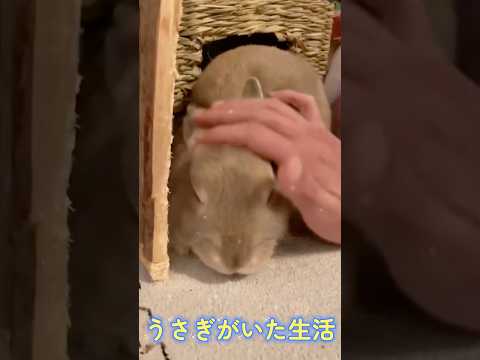 幸せだった愛兎がいた暮らし #うさぎ #rabbit