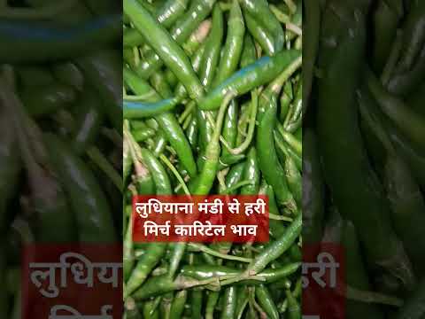 19 मार्च 2025 लुधियाना मंडी #हरी मिर्च का रिटेल भाव#vegetableprice