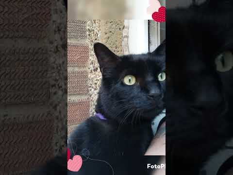 Shadow is 9 rs old today #cats  #happybirthday #love #family #blackcat #family #love #celebration