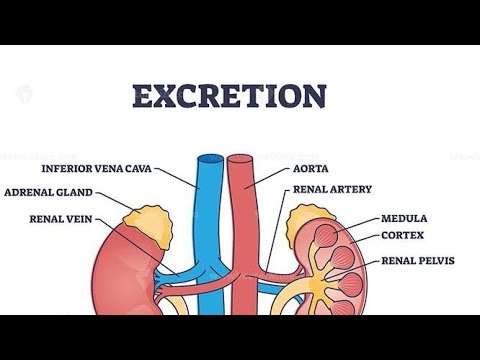 Excretion concept #class10th #biology #boardexam #cbse