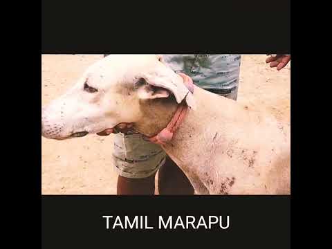 #chippiparai#dogs#native breed#native#kanni(subscribe)