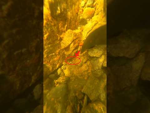 Deep water and chunky gold ✅ #gold #nature #goldnuggets #gold #goldpanning #goldprospecting