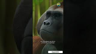 Gigantopithecus: the largest primate that ever lived!