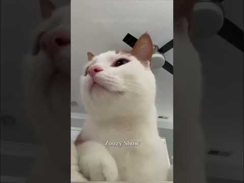 Funny Cats Dancing 😹🐈😍#shorts #สัตว์โลกน่ารัก #แมวน่ารัก #คลายเครียด #น่ารัก