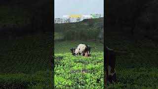 Just Munnar Things✨ #explore #munnar #package #spots