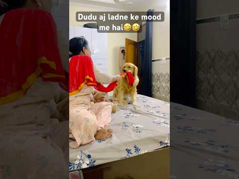 Dudu lad rha h😂🤣#cute #dudu #goldenretriever #funnyshorts #comedy #viralvideo #funny #fyp #love