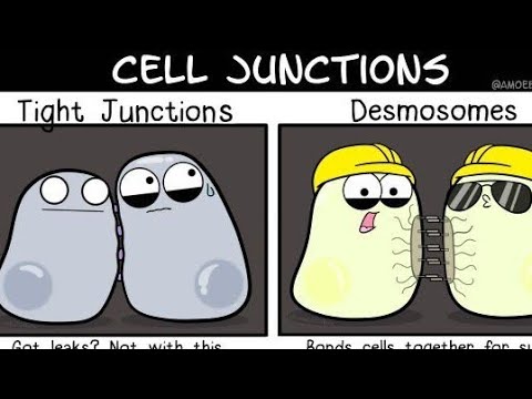 Cell Junctions Explained