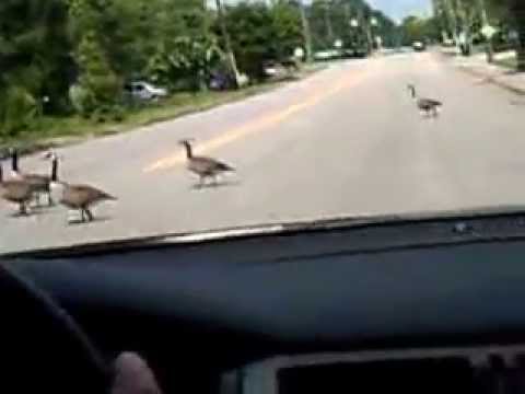 Geese Xing Road 7/5/11
