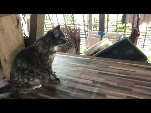 Cat Kingdom - Elephant Nature Park - Chang Mai Thailand