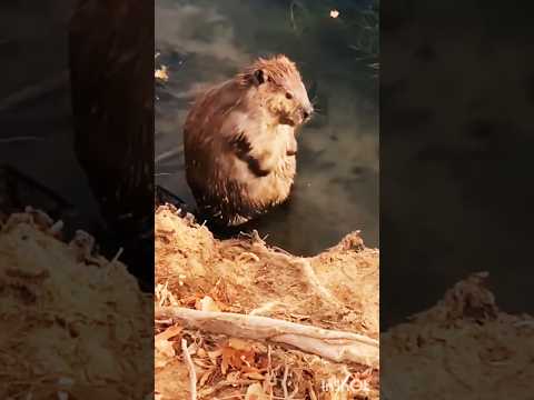 Marmot Song | #babyshorts #shortsfeed #funnysong #cute #baby #tom #cat #minion #shorts