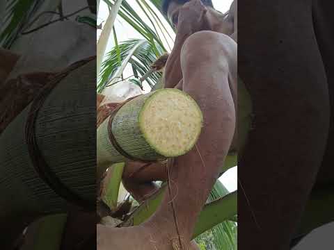 Unbelievable Coconut Cutting Skill! 🌴😳 Watch This Close-Up! #coconutcutter#villagelife#satisfying